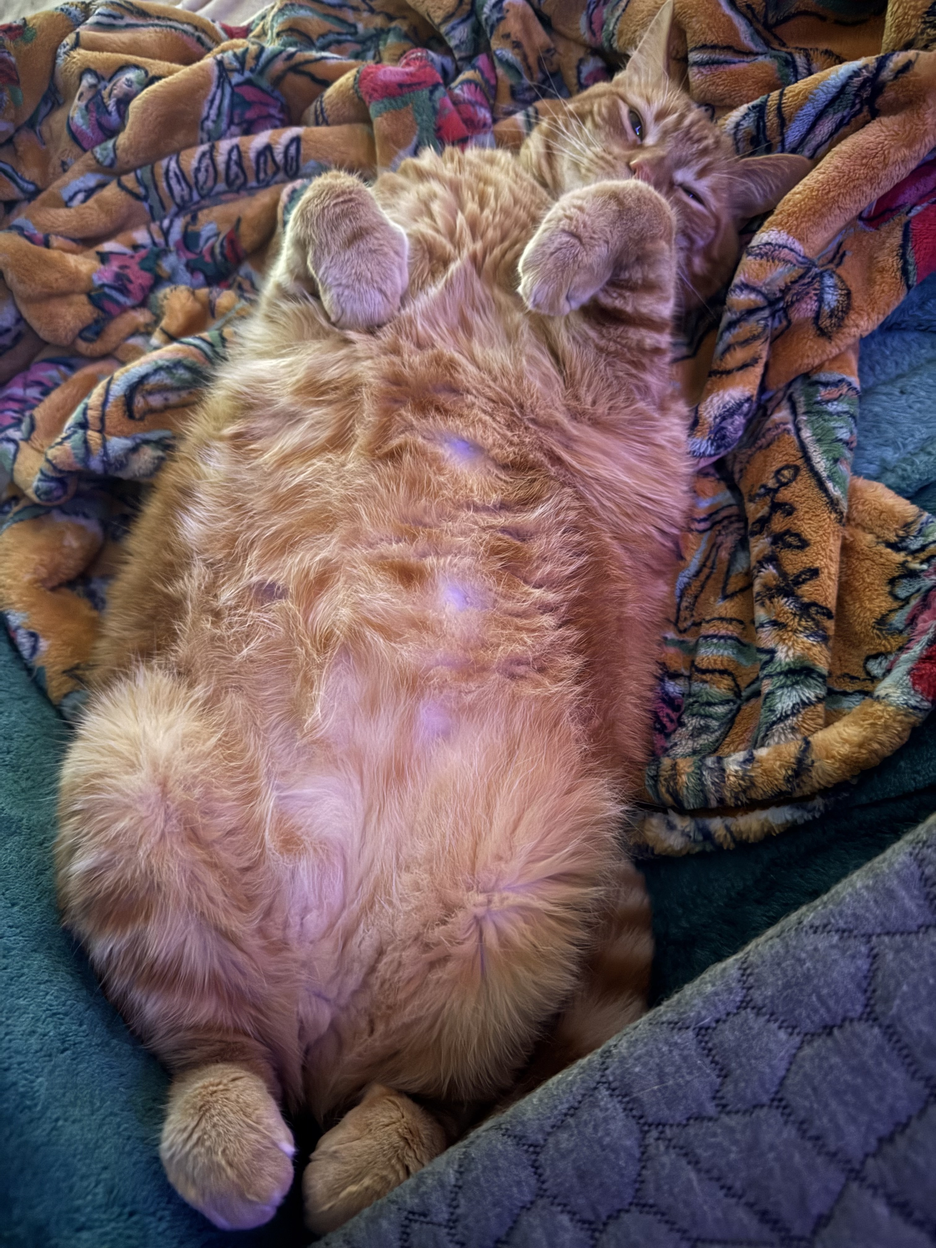 A photo of a chubby orange cat named Macaroni. He’s laying on his back with all of his paws curled up.
