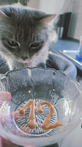 My cat Miez waiting for her multi-vitamin paste which is in the form of a 12